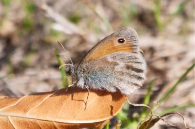 <i>Coenonympha pamphilus</i>