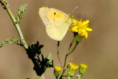 <i>Colias crocea</i>