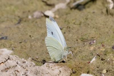 <i>Pieris rapae</i>