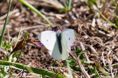 <i>Pieris rapae</i>