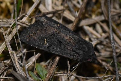 <i>Aporophyla nigra</i>