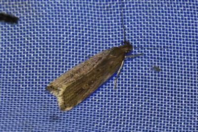 <i>Helcystogramma triannulella</i>