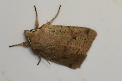 <i>Propenistra laevis</i>