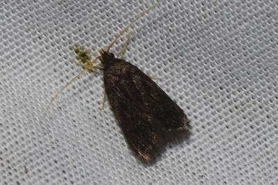 <i>Homaloxestis briantiella</i>