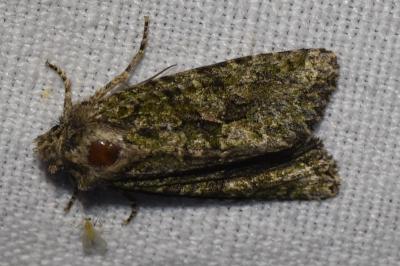 <i>Dryobotodes eremita</i>