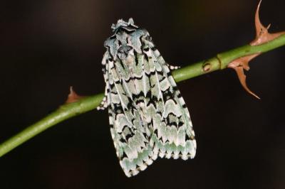 <i>Griposia aprilina</i>