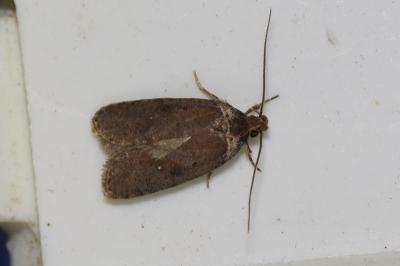 <i>Agonopterix cnicella</i>