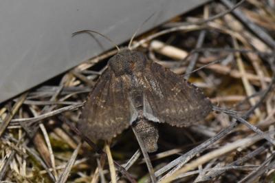 <i>Aporophyla lueneburgensis</i>