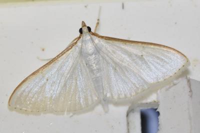 <i>Palpita vitrealis</i>