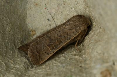 <i>Hoplodrina ambigua</i>