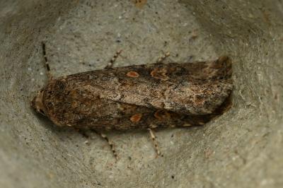 <i>Spodoptera exigua</i>
