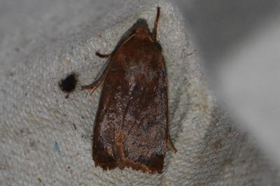 <i>Conistra ligula</i>