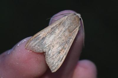 <i>Mythimna unipuncta</i>