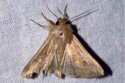 <i>Mythimna albipuncta</i>