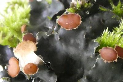 <i>Peltigera horizontalis</i>