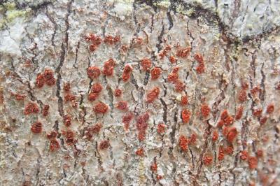 <i>Coniocarpon cinnabarinum</i>