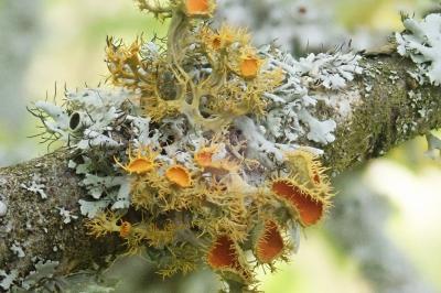 <i>Teloschistes chrysophthalmos</i>