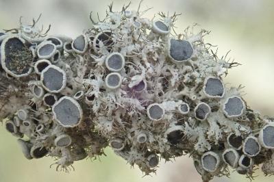 <i>Physcia leptalea</i>