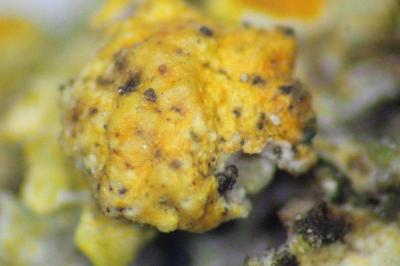 <i>Telogalla olivieri</i>