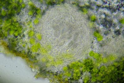 <i>Telogalla olivieri</i>