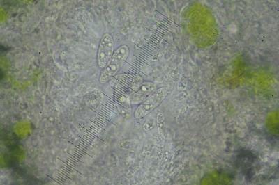 <i>Telogalla olivieri</i>