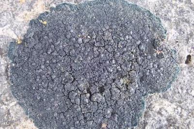 <i>Placynthium nigrum</i>