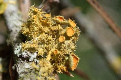 <i>Teloschistes chrysophthalmos</i>