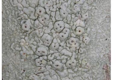 <i>Pertusaria pertusa</i>