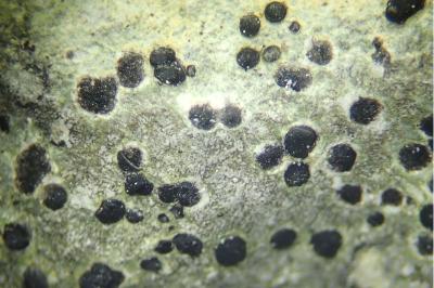Porpidia crustulata