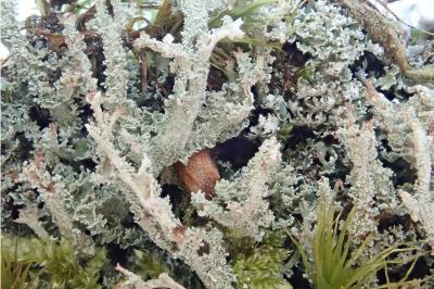 <i>Cladonia squamosa var. subsquamosa</i>