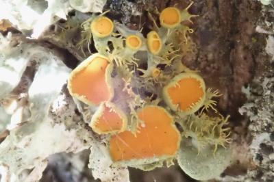<i>Teloschistes chrysophthalmos</i>