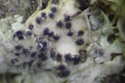 <i>Lichenochora galligena</i>