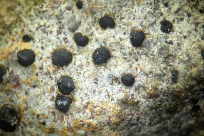 Porpidia crustulata