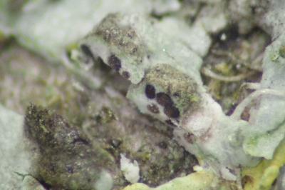 <i>Lichenochora galligena</i>