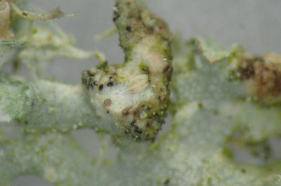 <i>Lichenochora galligena</i>