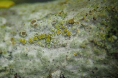 <i>Athallia cerinella</i>