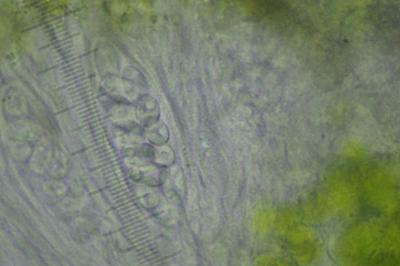 <i>Athallia cerinella</i>