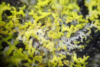 <i>Candelaria concolor</i>