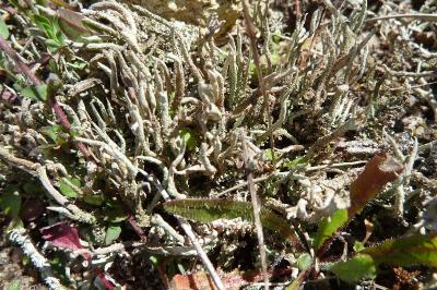 <i>Cladonia subulata</i>