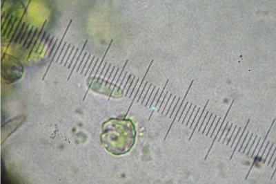 <i>Catillaria nigroclavata</i>
