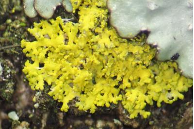 <i>Candelaria concolor</i>