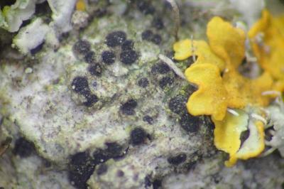 <i>Orcularia insperata</i>