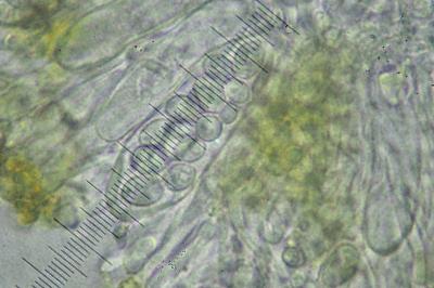<i>Athallia cerinella</i>