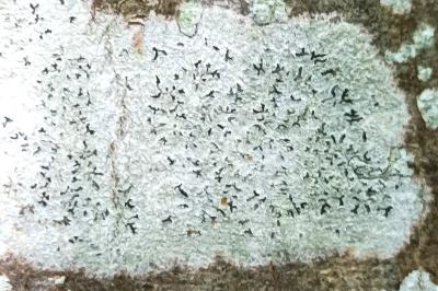 <i>Phaeographis smithii</i>