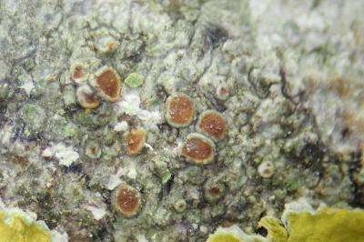 <i>Sanguineodiscus haematites</i>