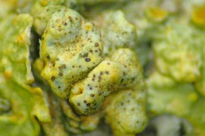 <i>Telogalla olivieri</i>