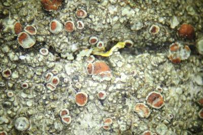 <i>Sanguineodiscus haematites</i>