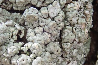 <i>Pertusaria pertusa</i>
