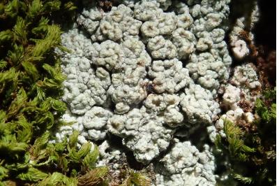 <i>Pertusaria hymenea</i>