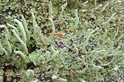 <i>Cladonia coniocraea</i>